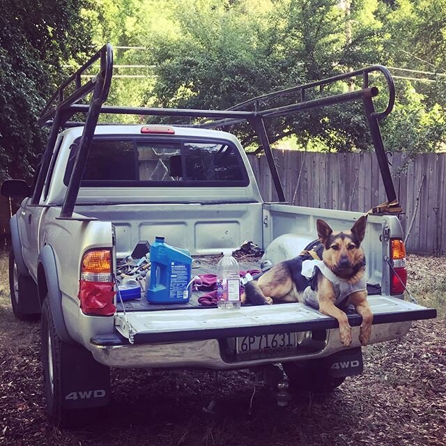 Country dog #countrydog #countrydogs #outdoorliving #germanshepherd #germanshepherdsofinstagram #germanshepherddog #germanshepherdsofig #cattledogsofinstagram #cattledog #cattledogmix #australiancattledog #australiancattledogsofinstagram #australianc