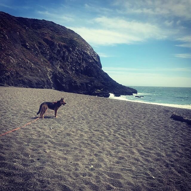 Beach dog  #californiabeaches #beach #beachlife #californiahiking #californiahikes #germanshepherd #germanshepherdsofinstagram #germanshepherddog #germanshepherdsofig #cattledogsofinstagram #cattledog #cattledogmix #australiancattledog #australiancat