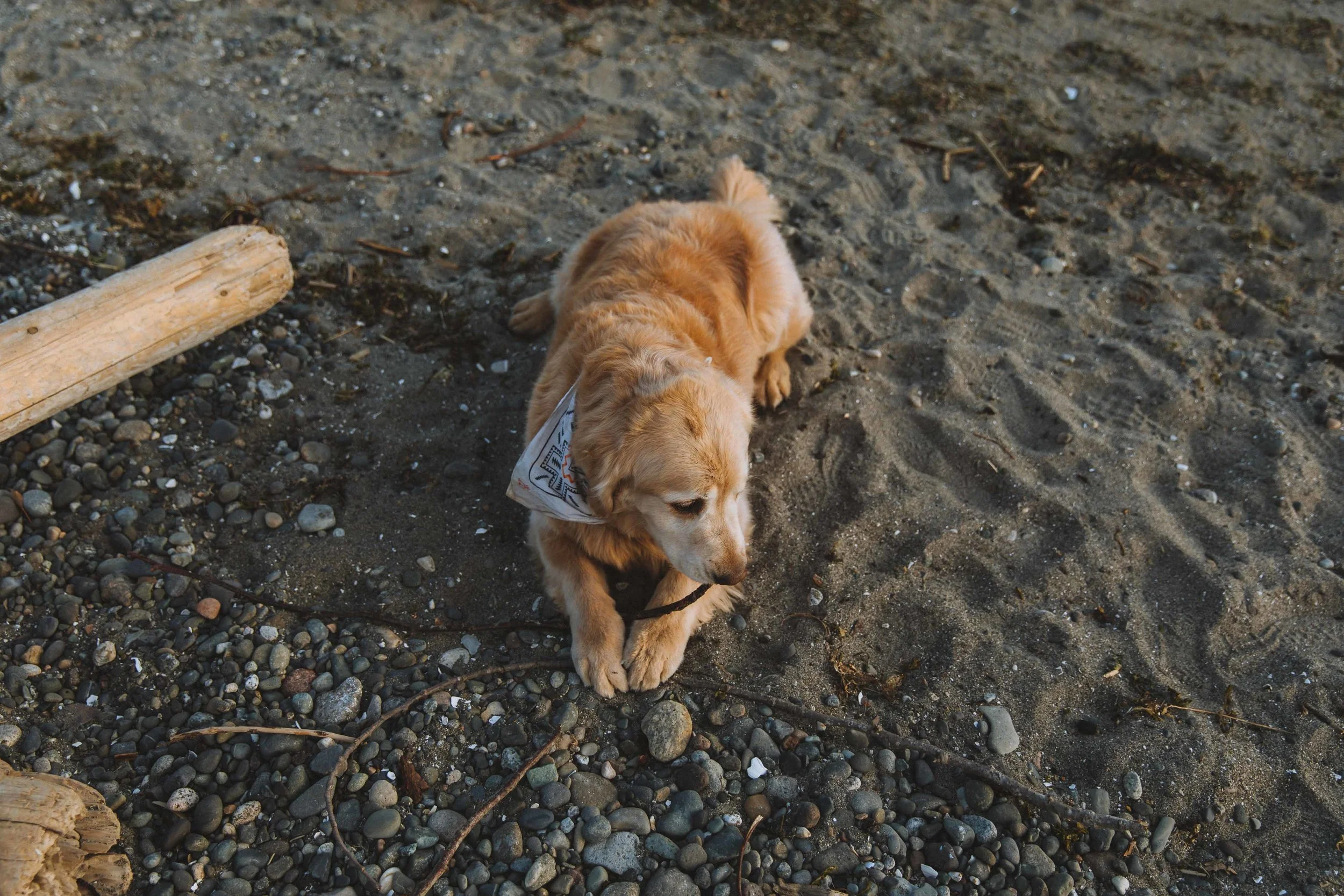 GH Photography Seattle Discovery Park Lifestyle Session-5.jpg