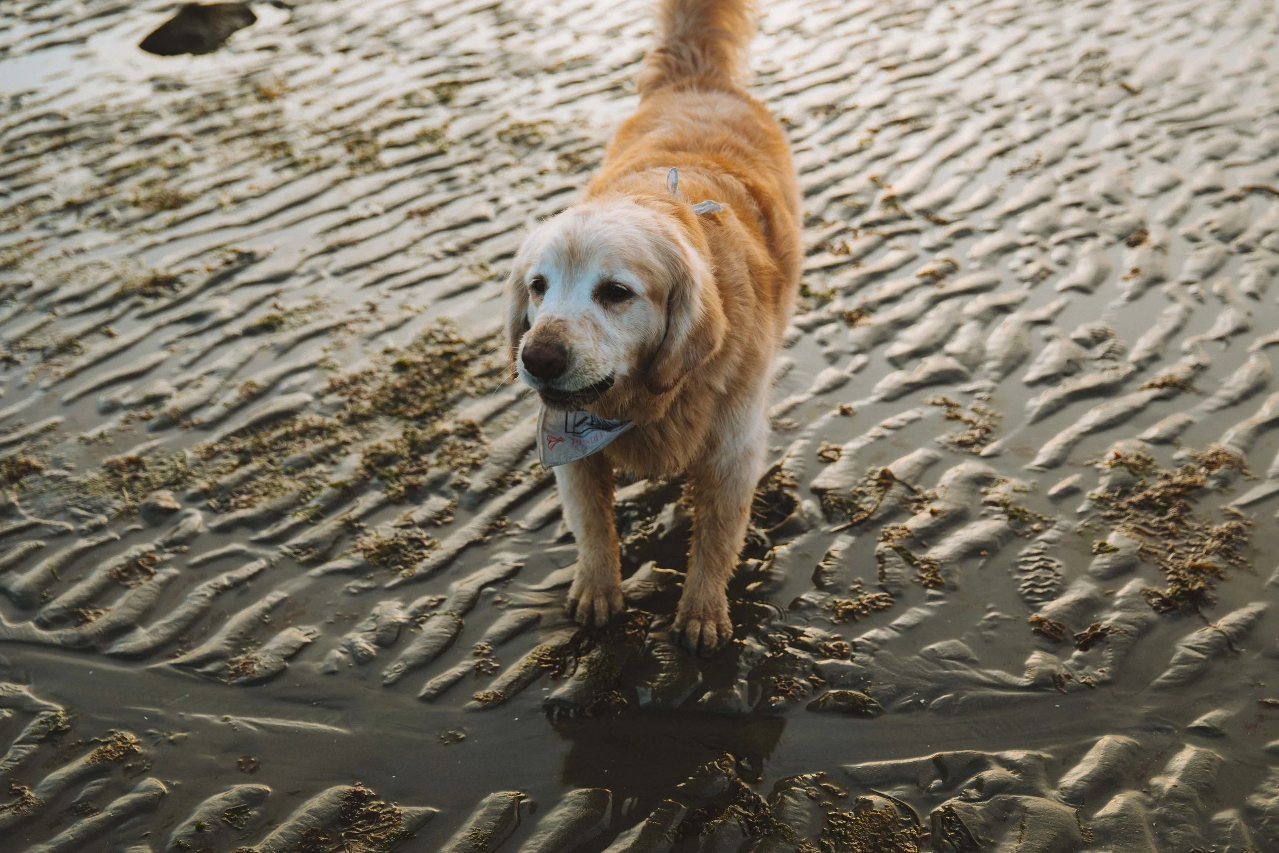 GH Photography Seattle Discovery Park Lifestyle Session-52.jpg