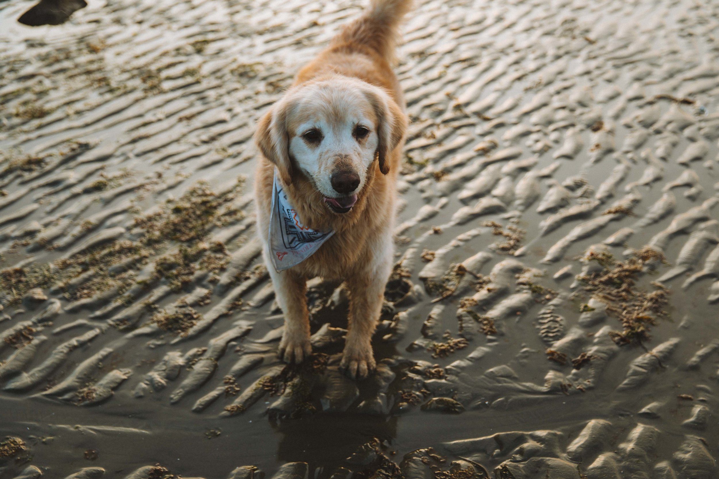 GH Photography Seattle Discovery Park Lifestyle Session-53.jpg