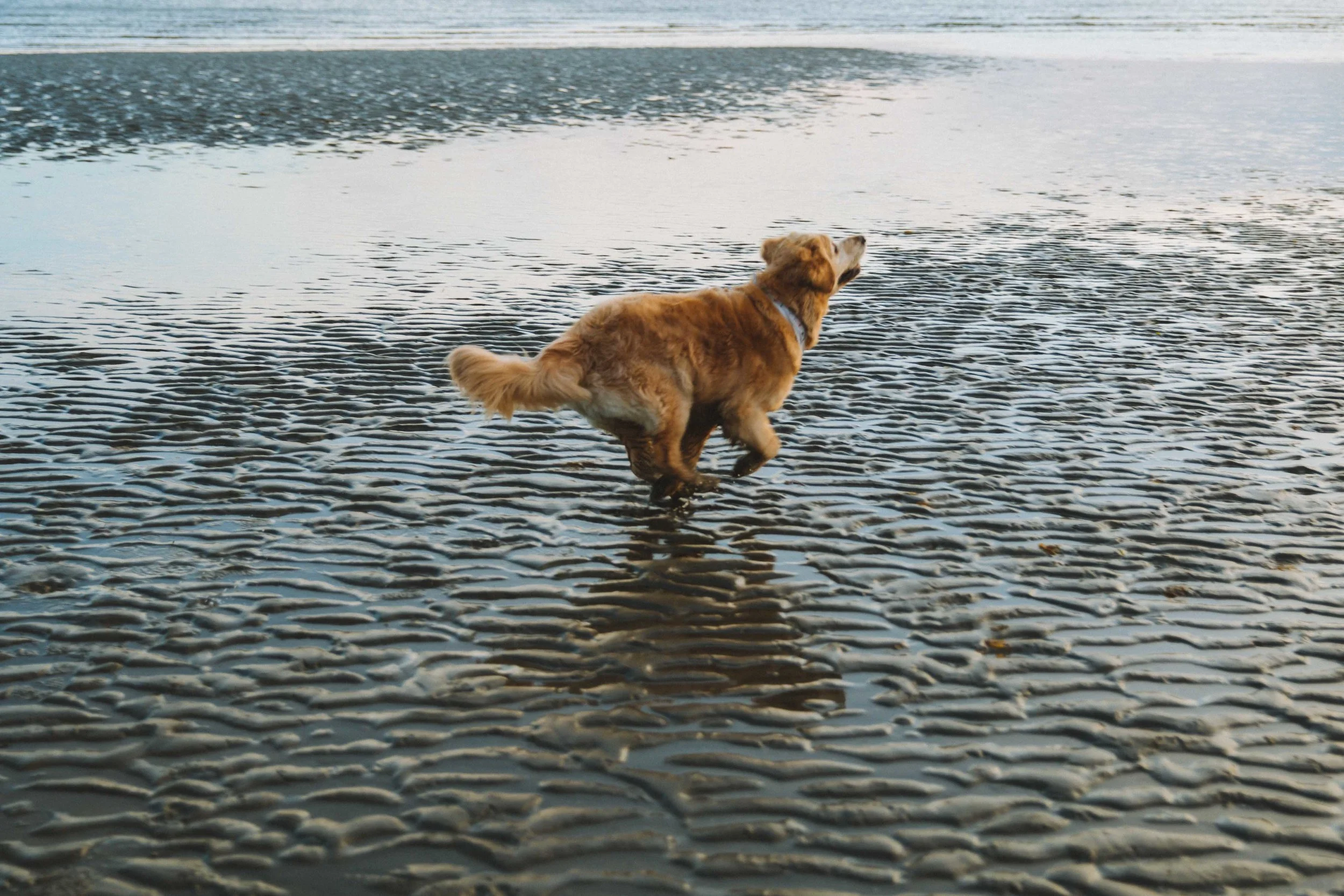 GH Photography Seattle Discovery Park Lifestyle Session-96.jpg