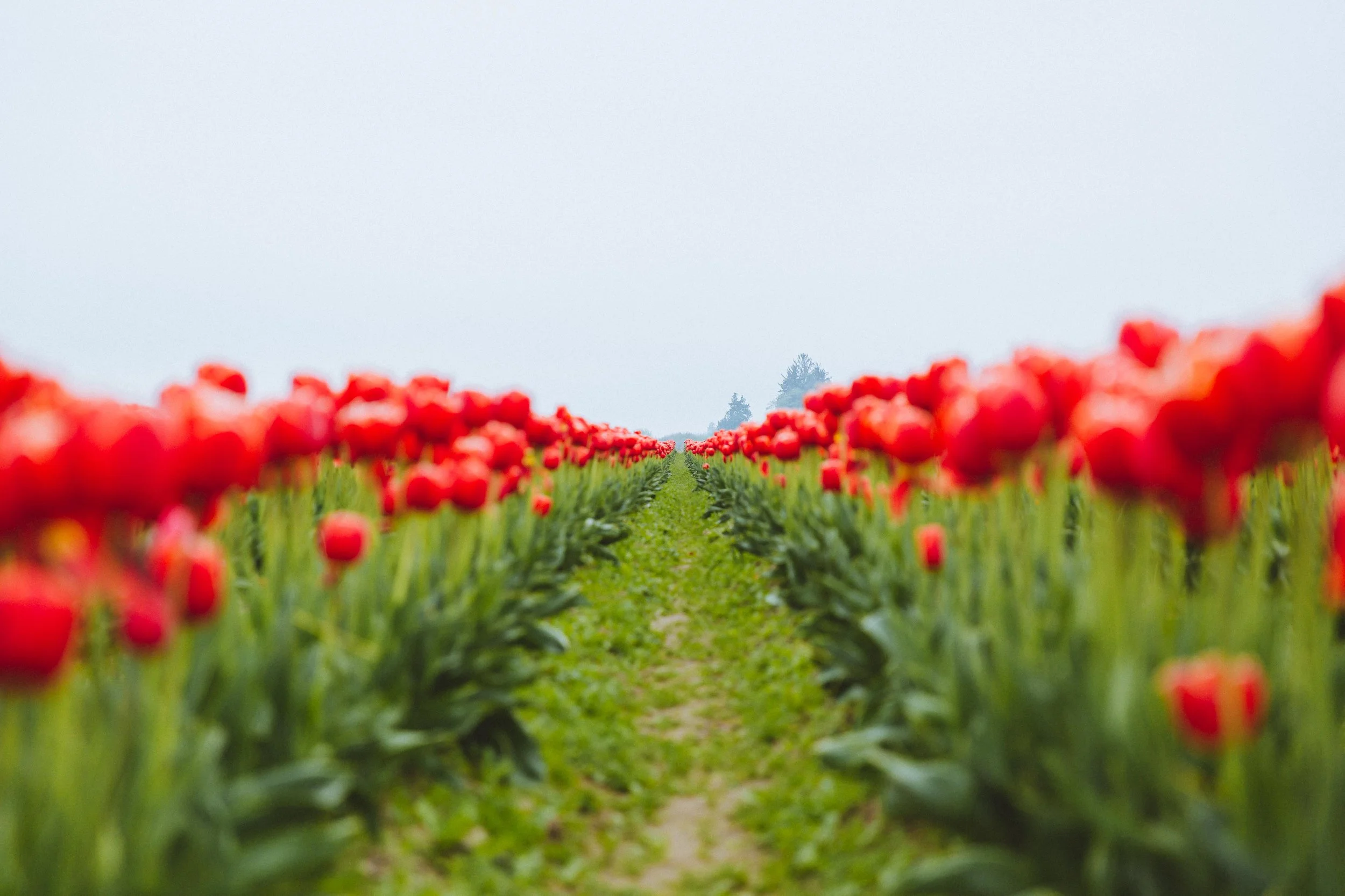 GH Photography Seattle Tulip Field Lifestyle Session31.jpg
