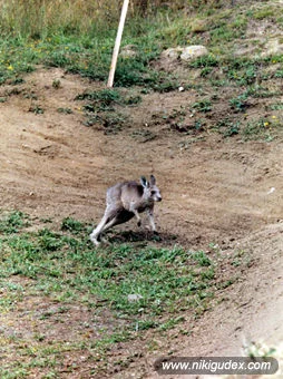 _nikigudex_mtb_roo