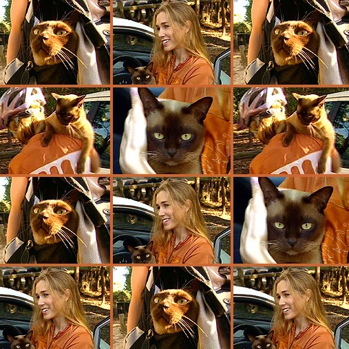 Celebrity Pets