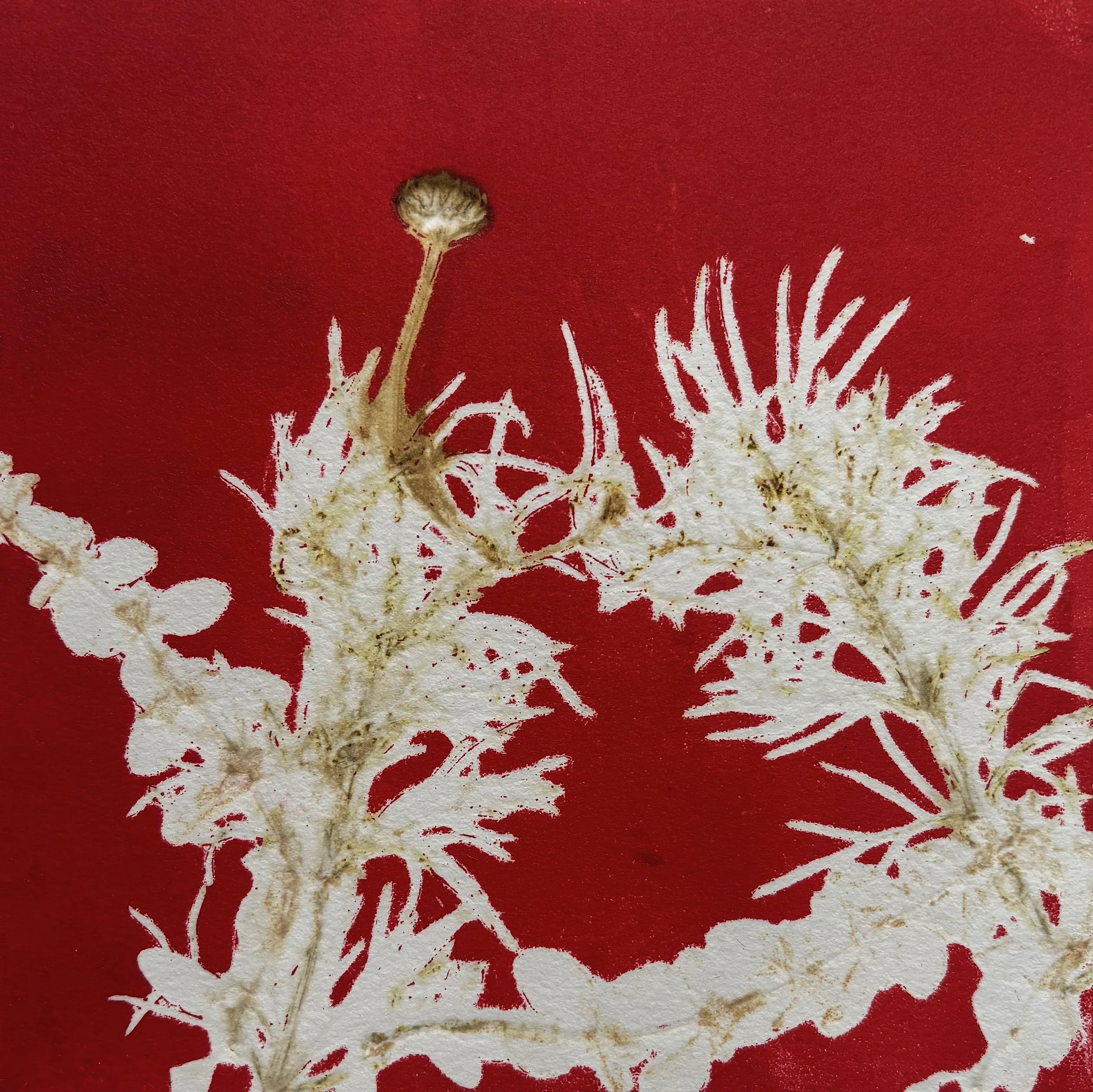 Botanical_Oregano and Geranium Red.jpg