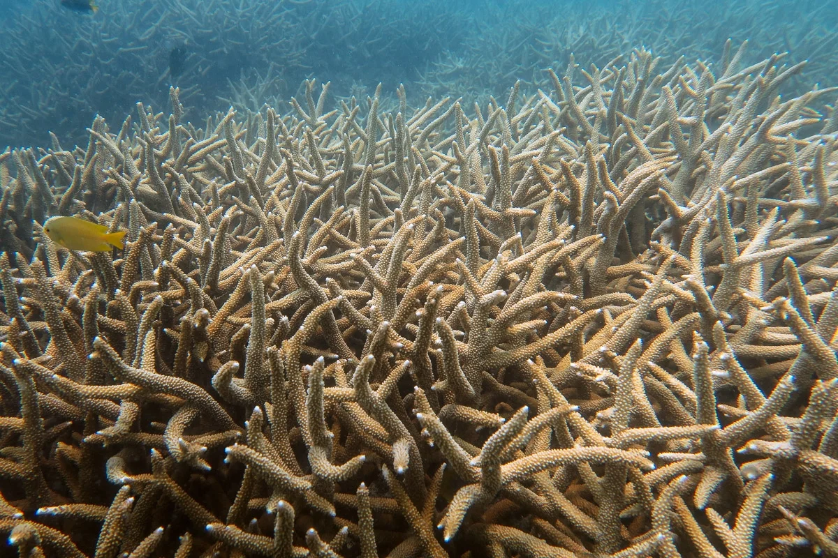 Above: Dense thicket of staghorn Acropora coral near Mackay. Top Banner: Bulk carriers waiting to load coal at Hay Point beneath wet season thunderstorms.