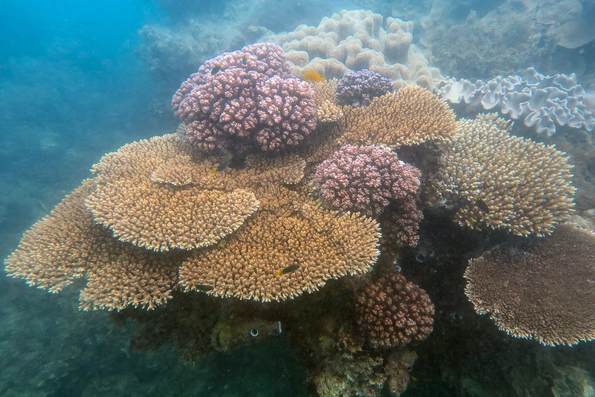 Above : A variety of coral species on a fringing coral reef at Keswick Island, offshore from Mackay.