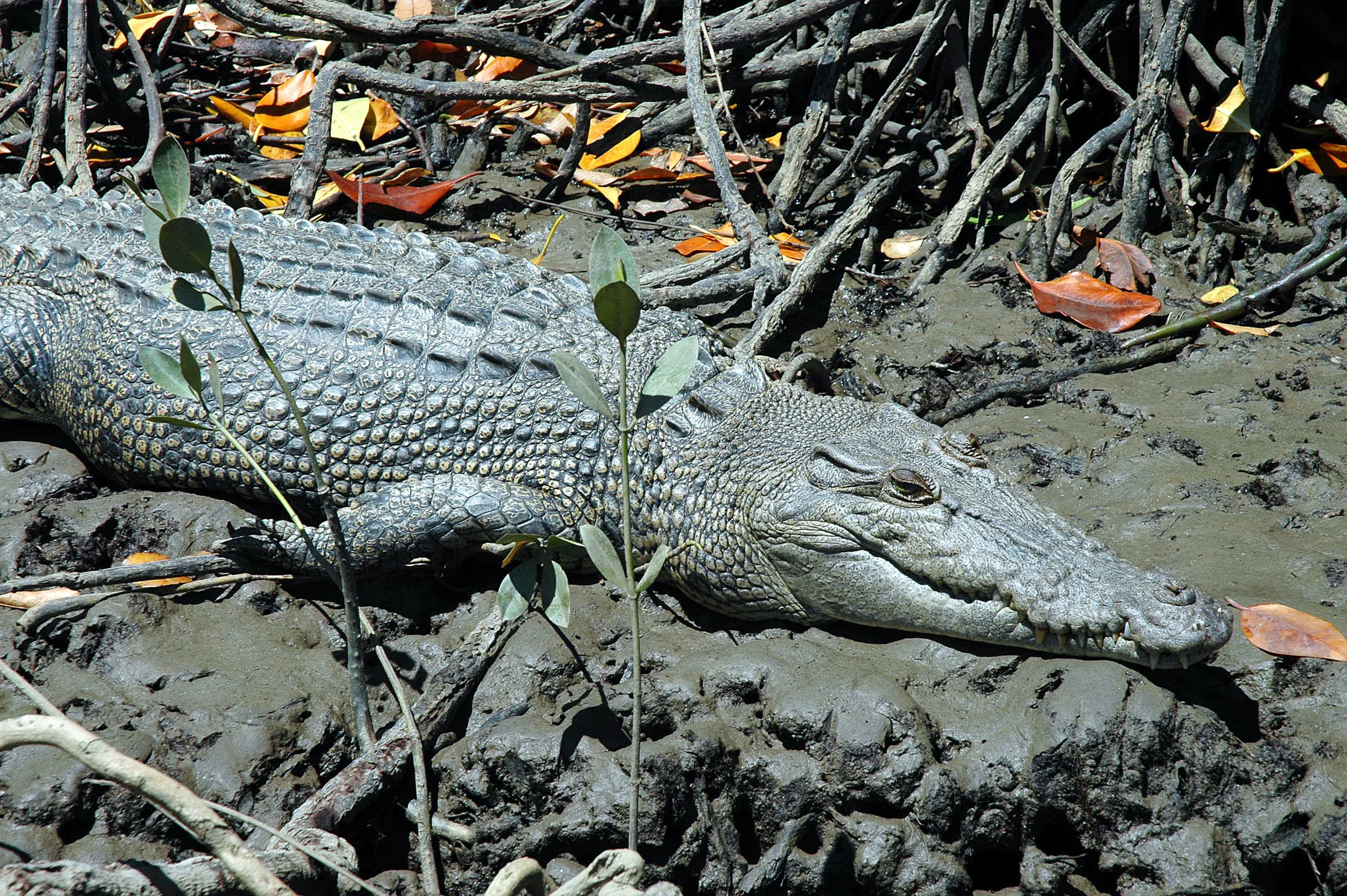 This crocodile is about the size of the one that bit me - somewhere around three and a half metres long.