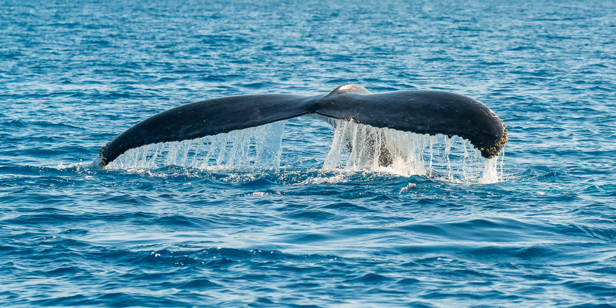 Humpback Tail.