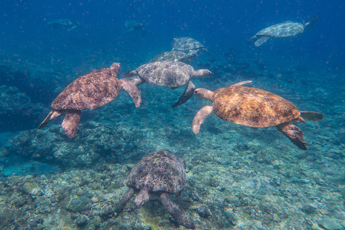Green Turtles.