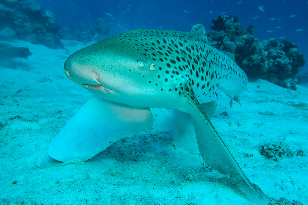 Zebra Shark.