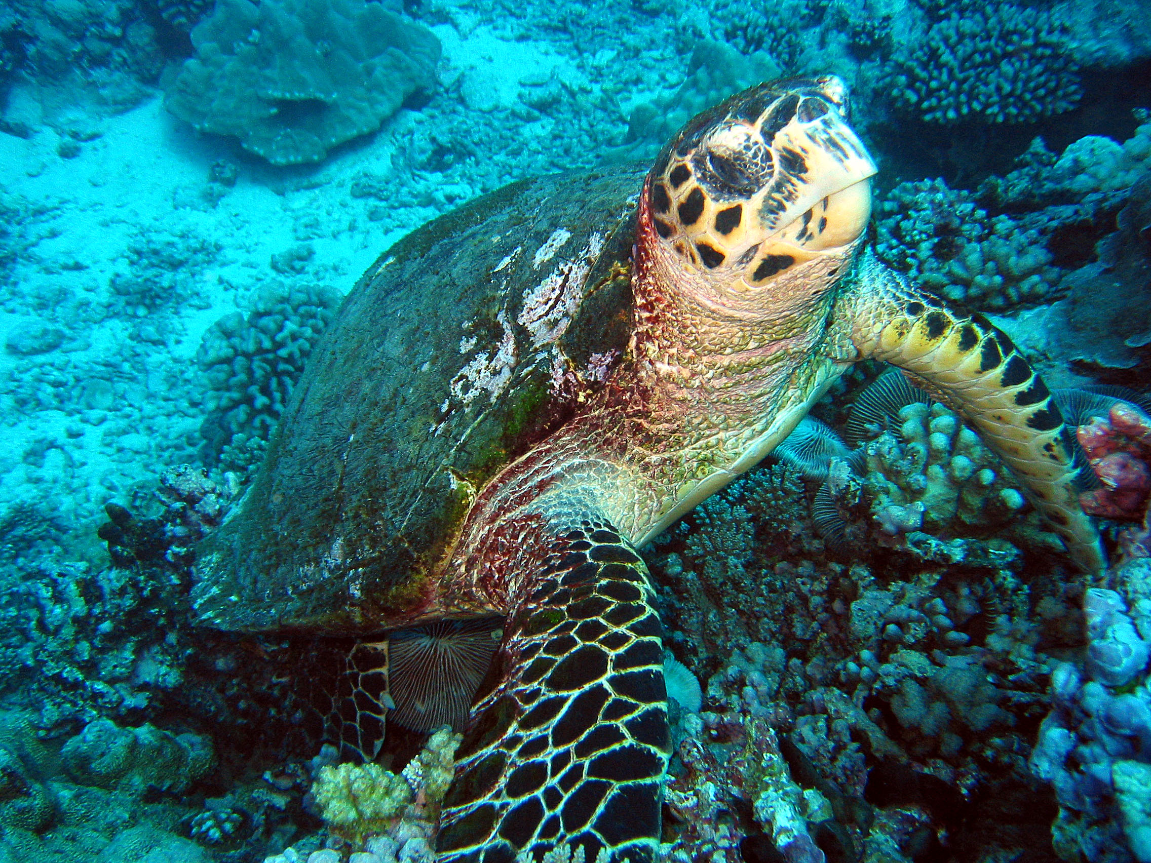 Hawksbill Turtle.