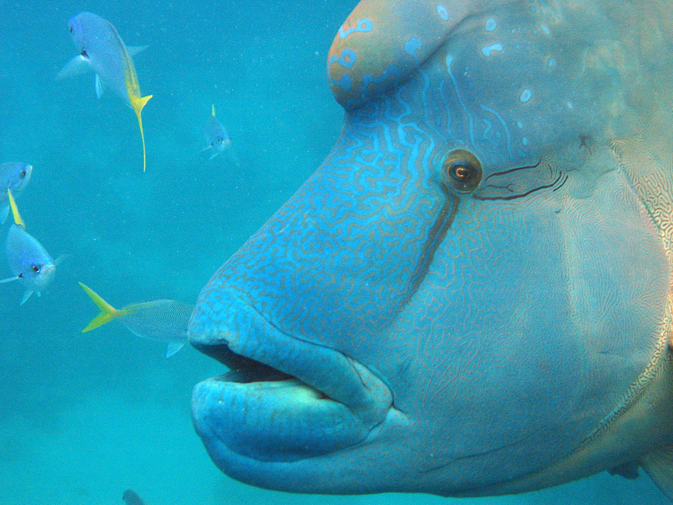 Maori Wrasse.