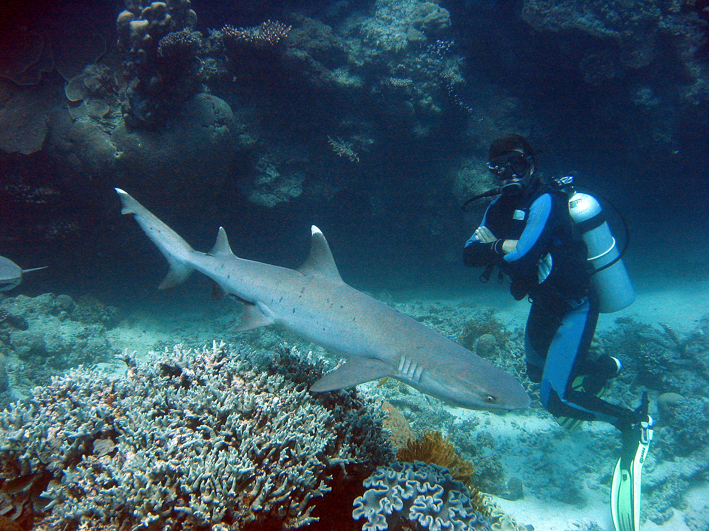 Whitetip Reef Shark.