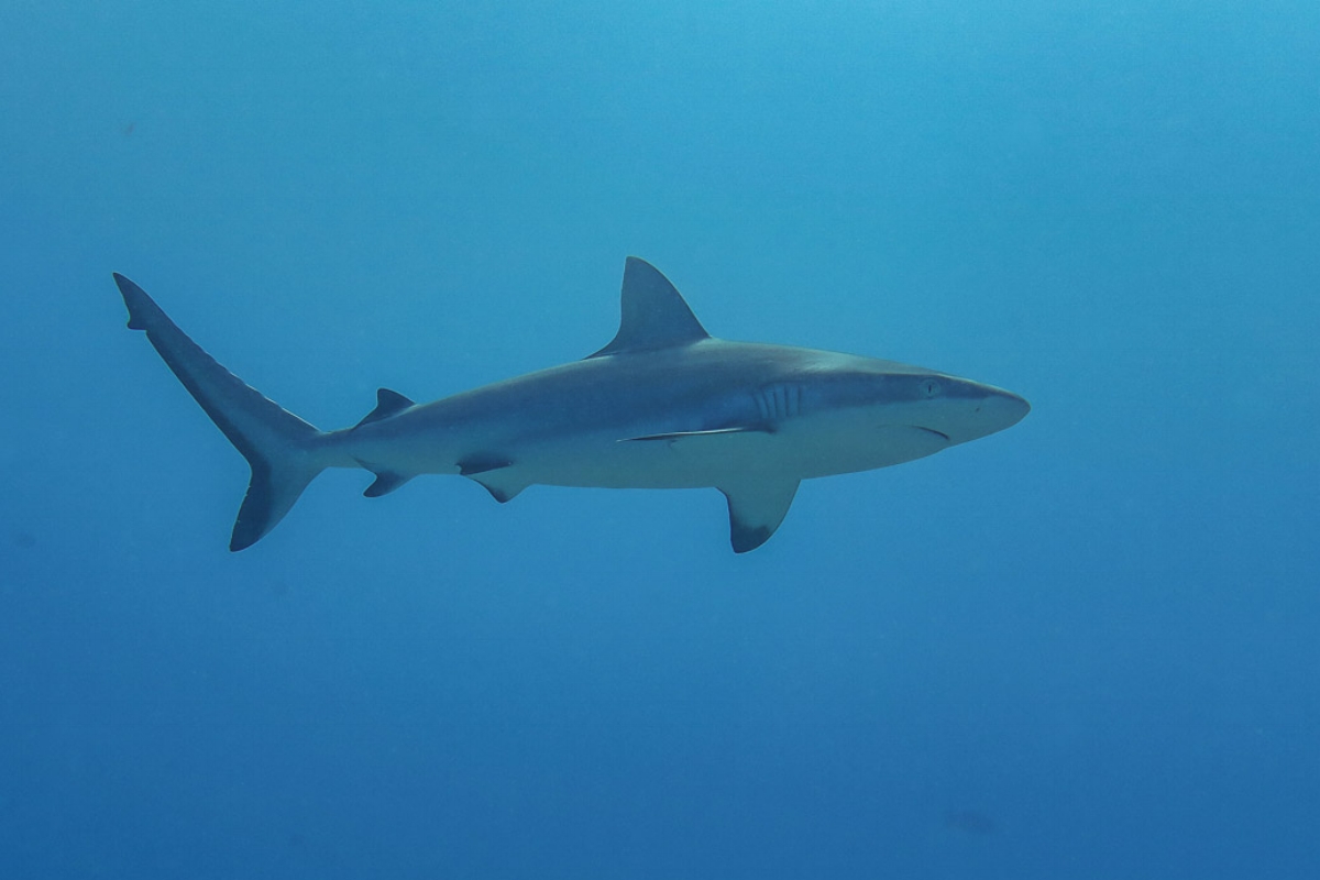 Grey Reef Shark.