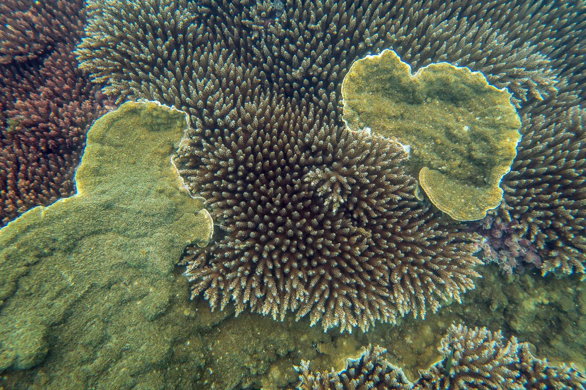 Healthy Coral