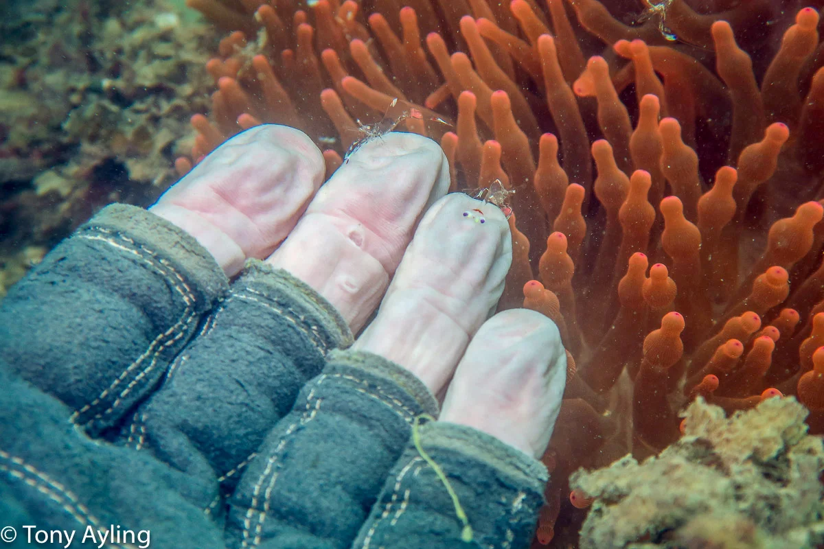 Cleaner Shrimps