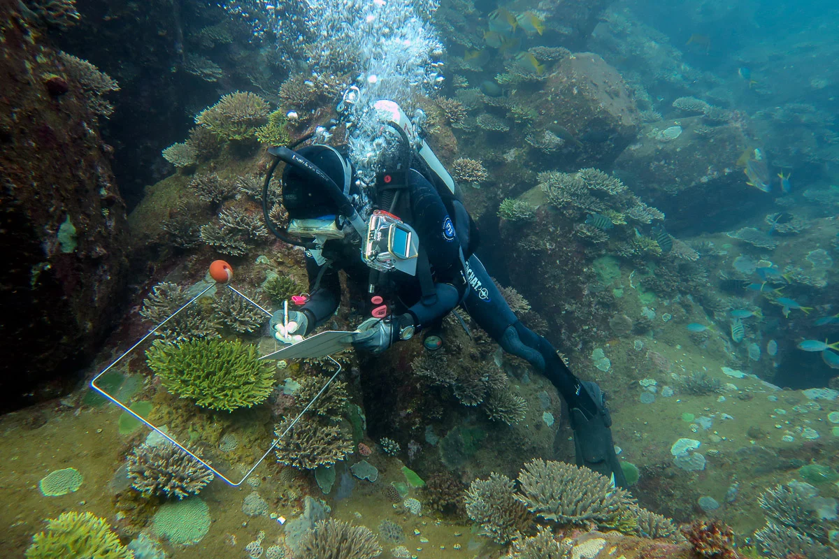 Above: Surveying coral recruitment on port breakwater at Cape Preston, Western Australia.