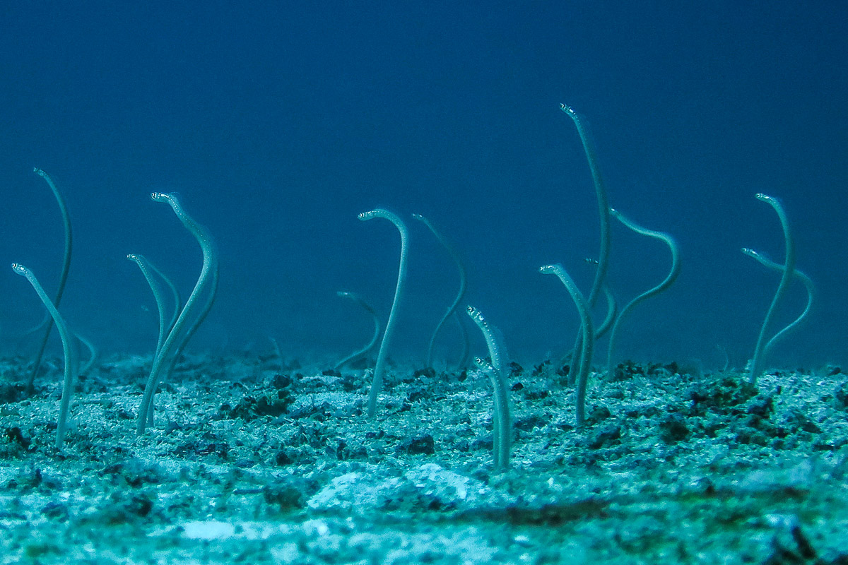 Spaghetti Garden Eel