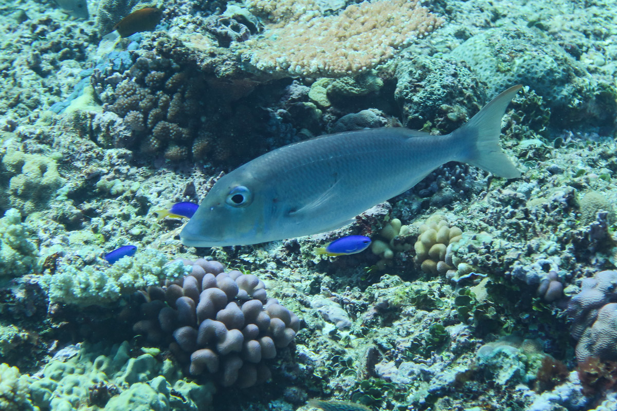 Ambon Emperor