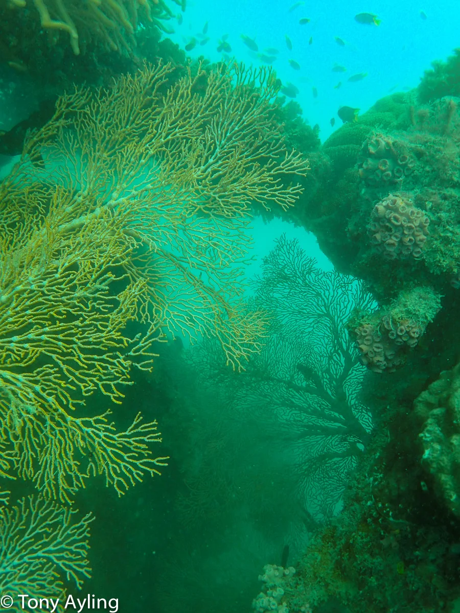 Gorgonian fans in a tunnel along the reef edge.