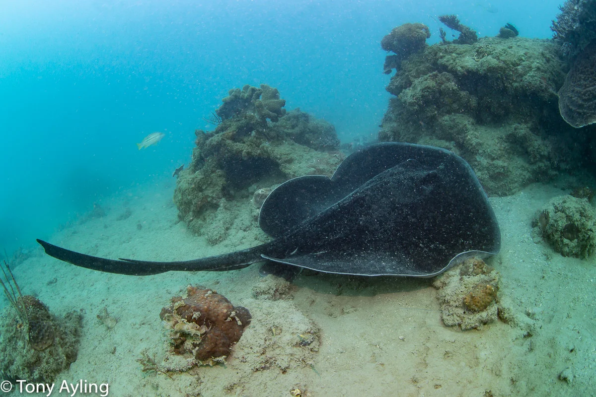 Large blotched fantail ray.
