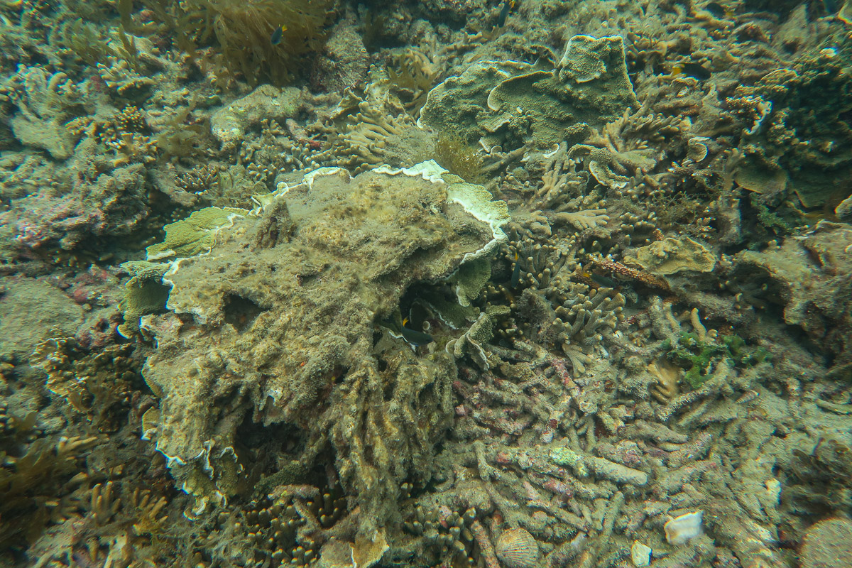 A Montipora colony that has been turned over and a few broken corals