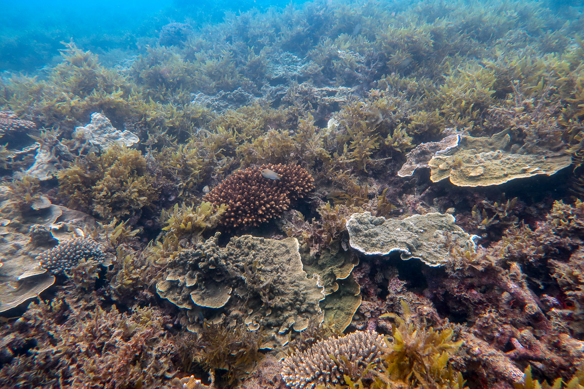 Acropora and Montipora corals amongst Sargassum seaweed