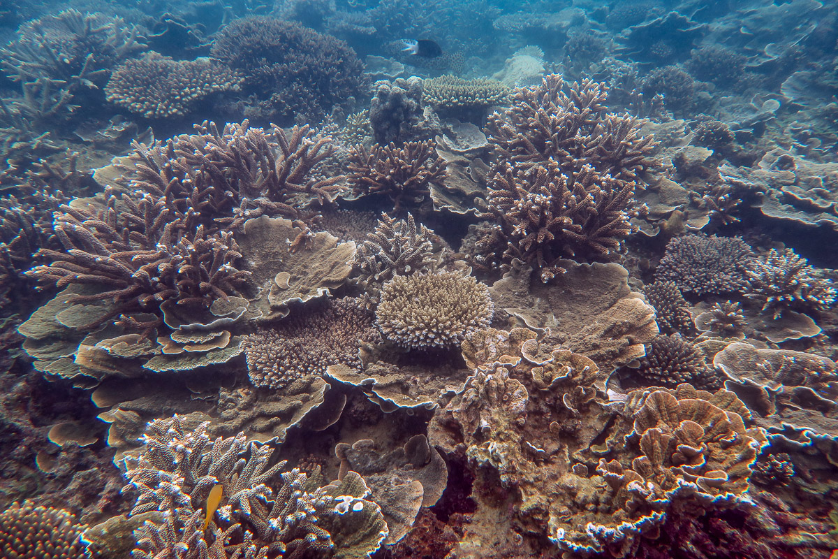 High coral cover on much of the reef