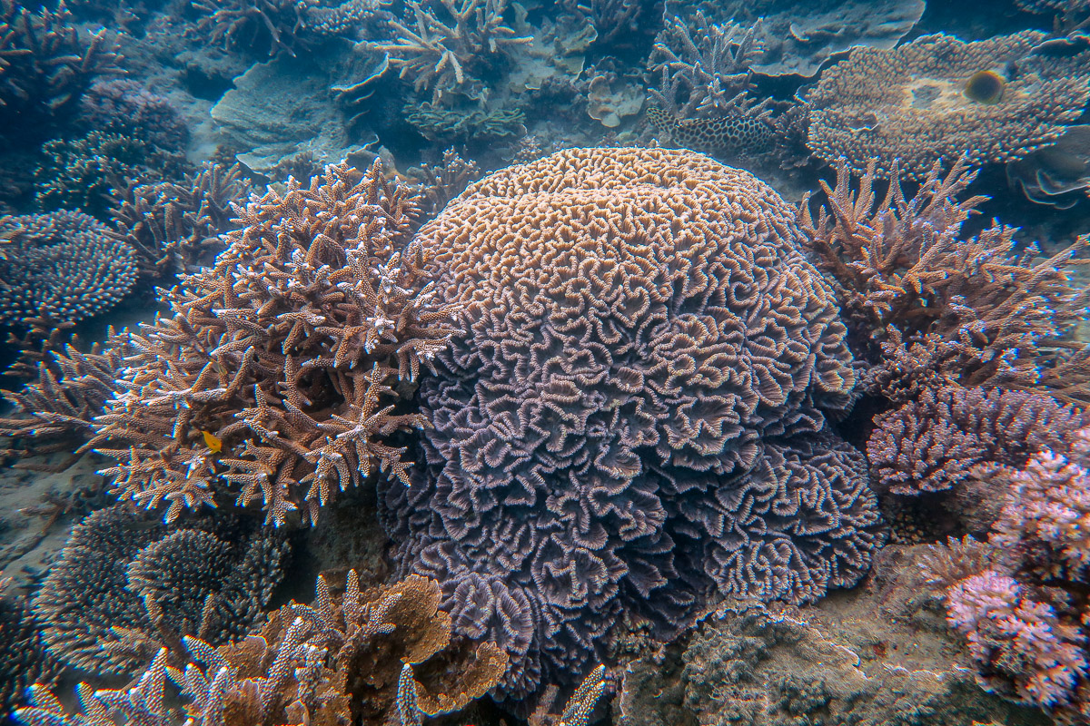 Dome-shaped Pectinia coral surrounded by Acropora corals