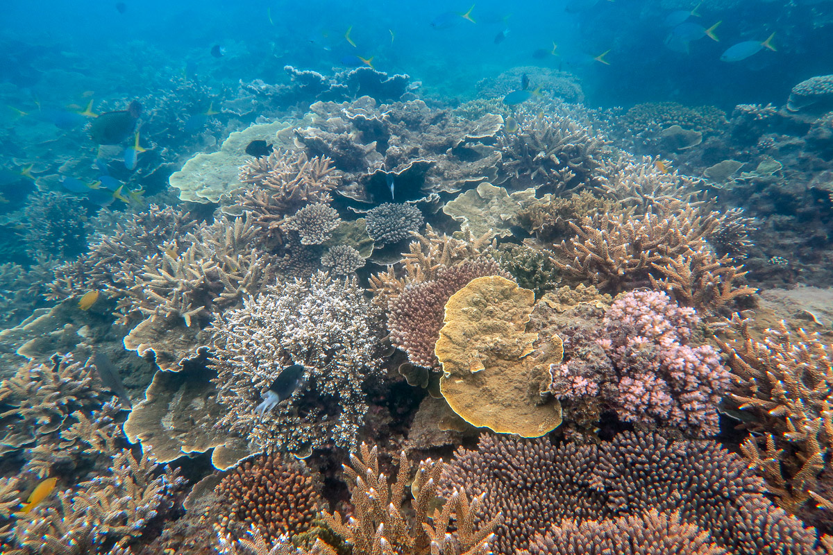 Many different species of coral were represented