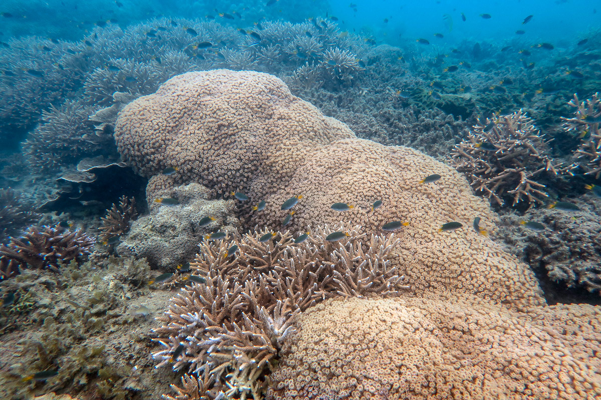 A large colony of Goniopora coral