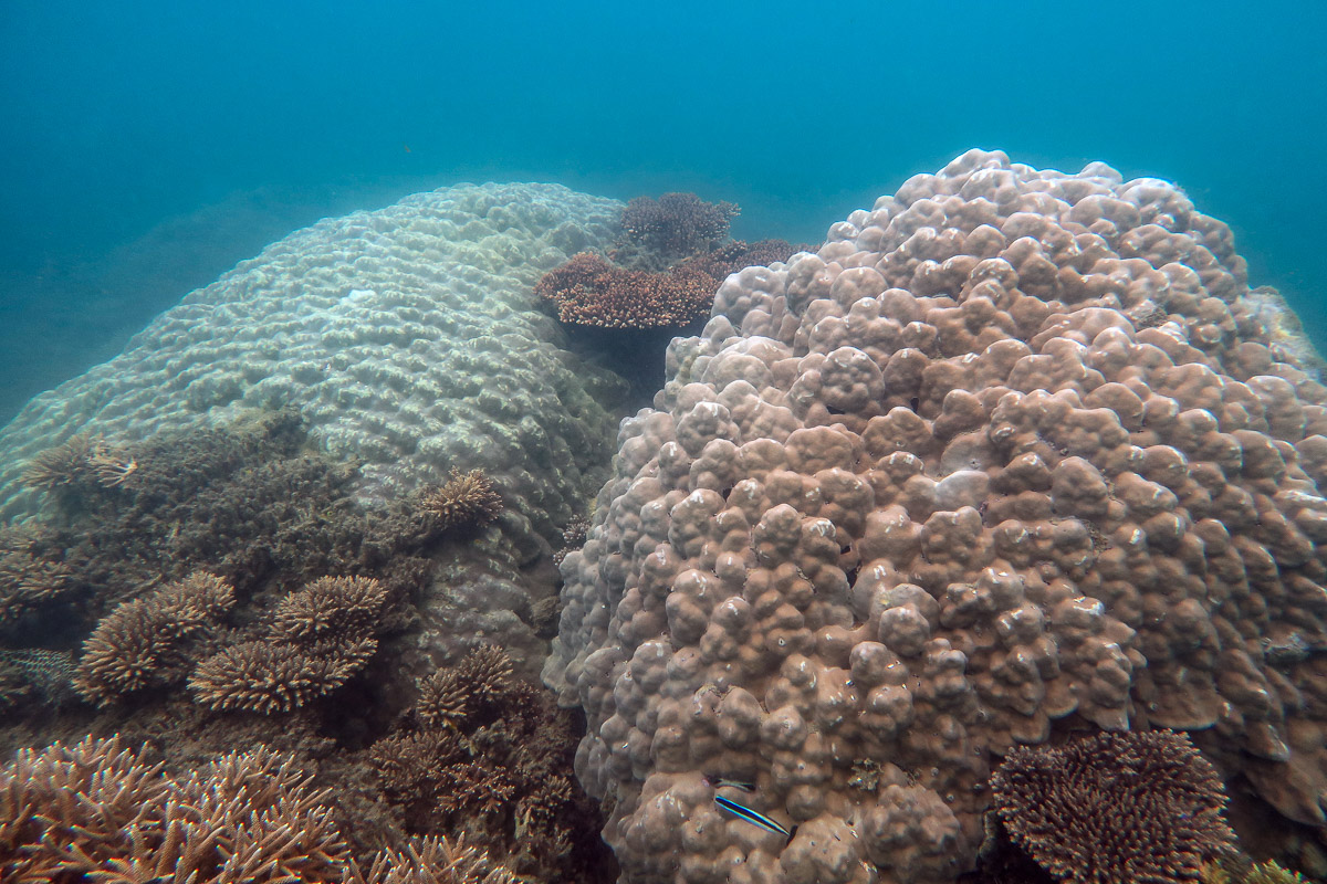 Two large Porites boulder corals