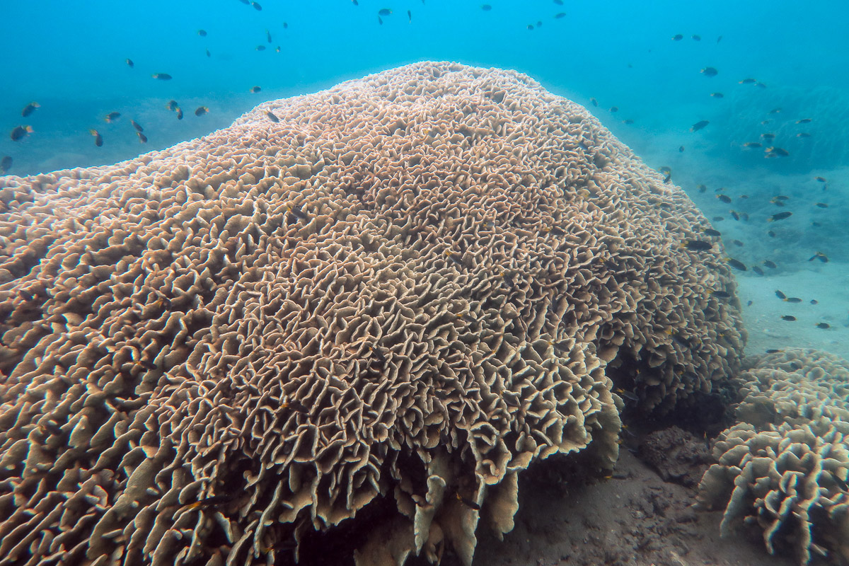 There were large colonies of Pavona decussata at one site