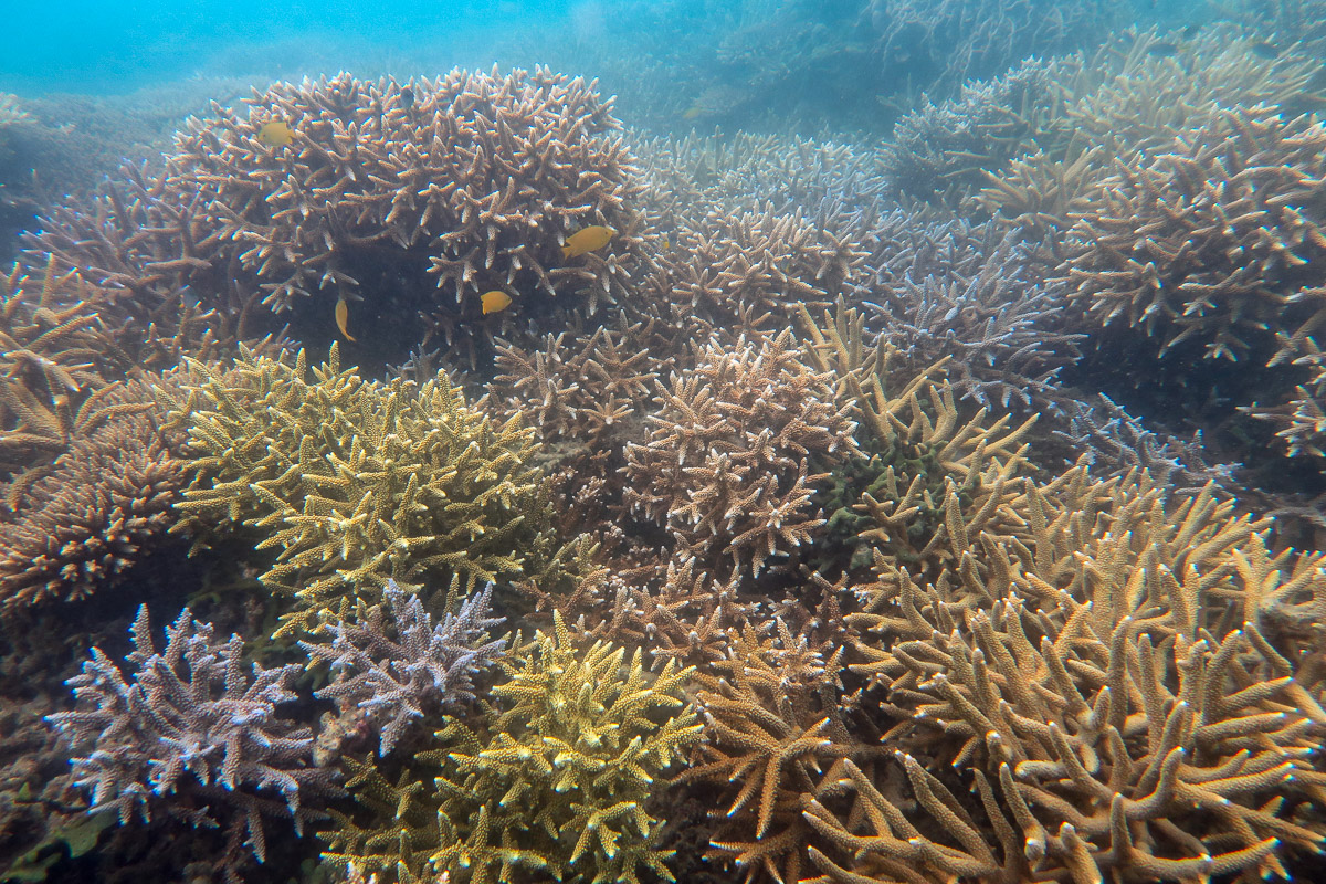 A variety of colourful Acropora corals