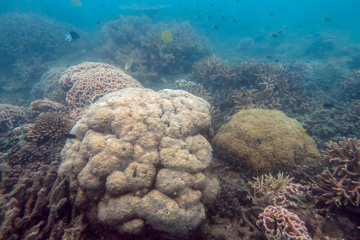 A variety of large coral colonies