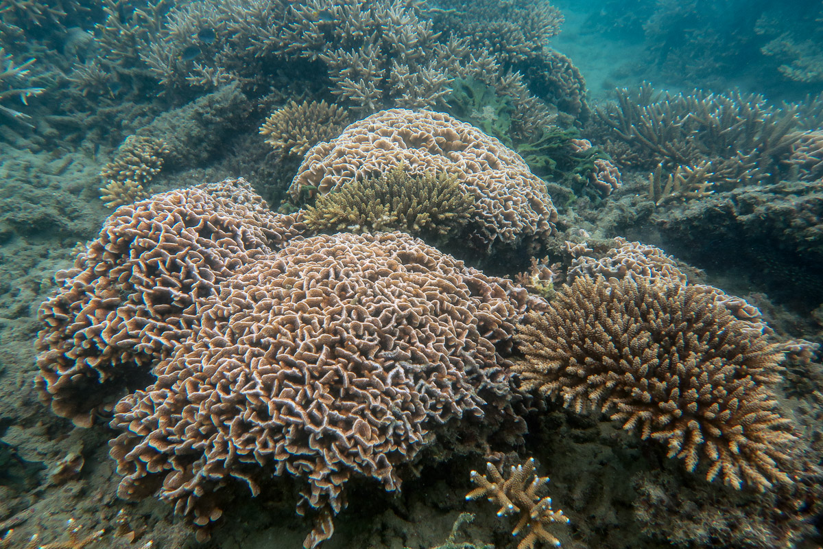 More colonies of Pavona decussata