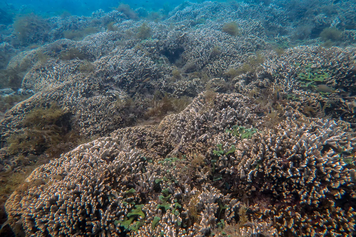 Large colony of the branching coral Montipora digitata