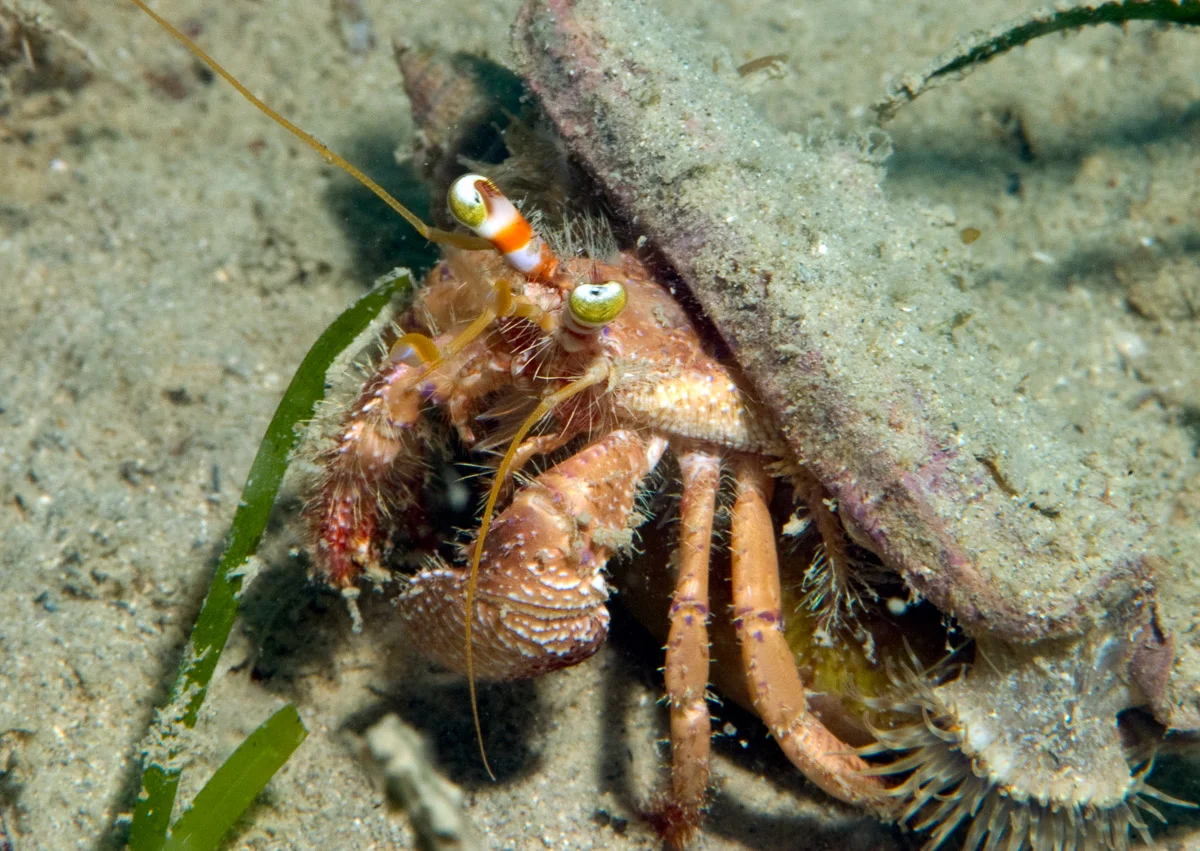 Hermit crabs are a common inhabitant of sand habitats