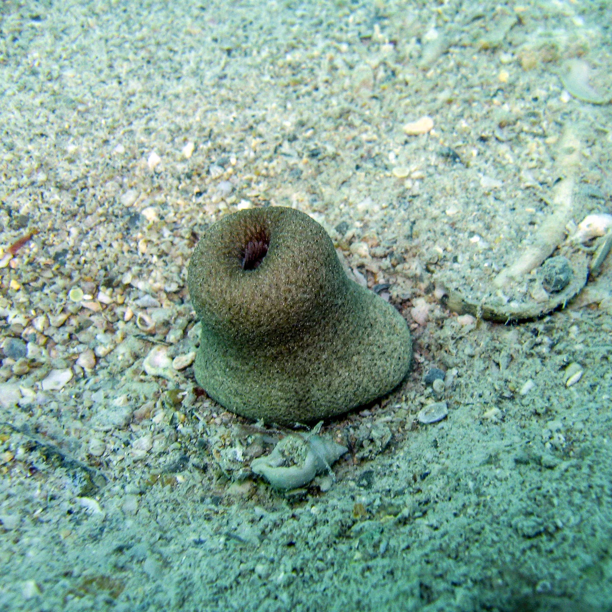 The free-living zoanthid Sphenopus is usually contracted during the day