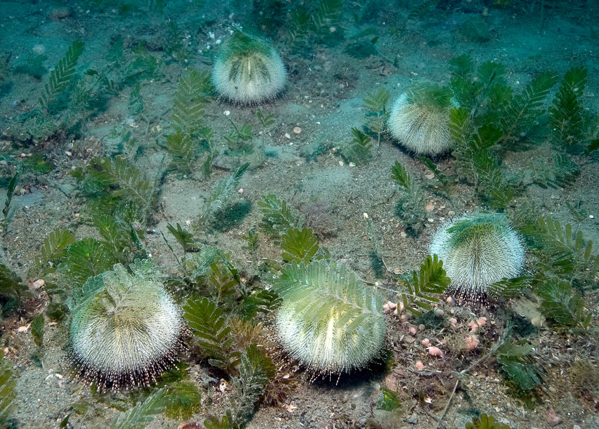 Some sea urchins are found on soft bottoms, usually in sea grass meadows