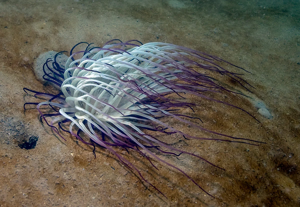 Tube dwelling anemone or cerianthid