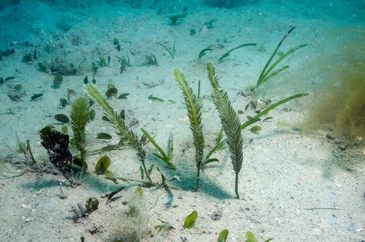 Several sea grass species and the fern-like algae Caulerpa