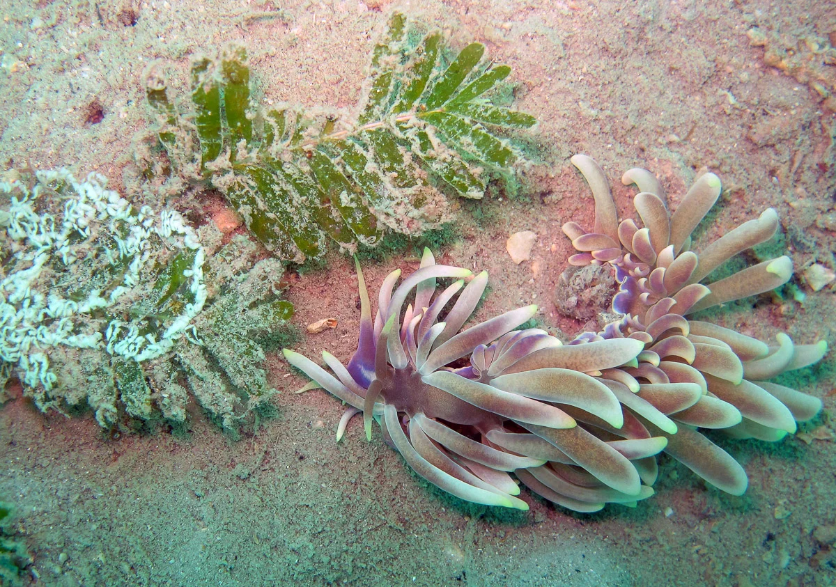 This beautiful aeolid nudibranch Phyllodesmium has just laid a white egg string on a sea grass frond