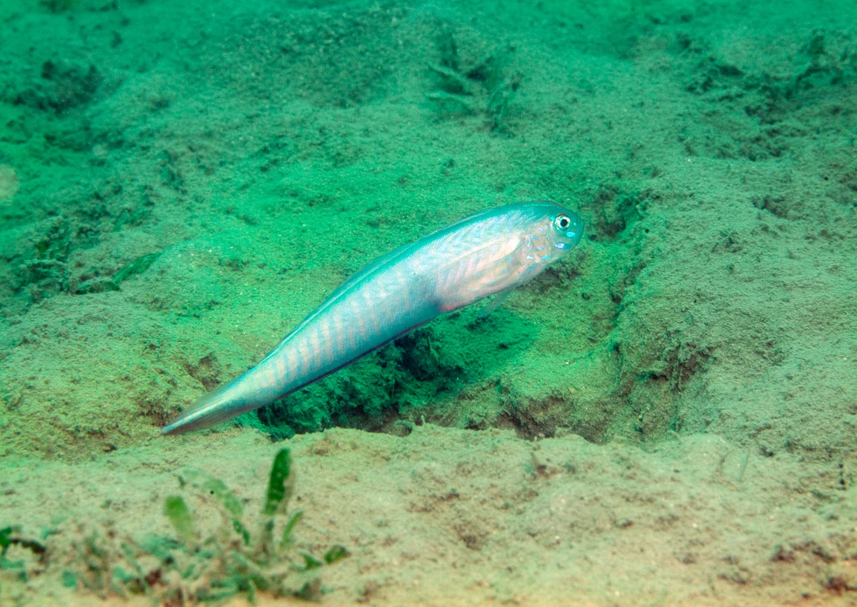 The dart goby Oxymetopon lives in burrows in silty habitats