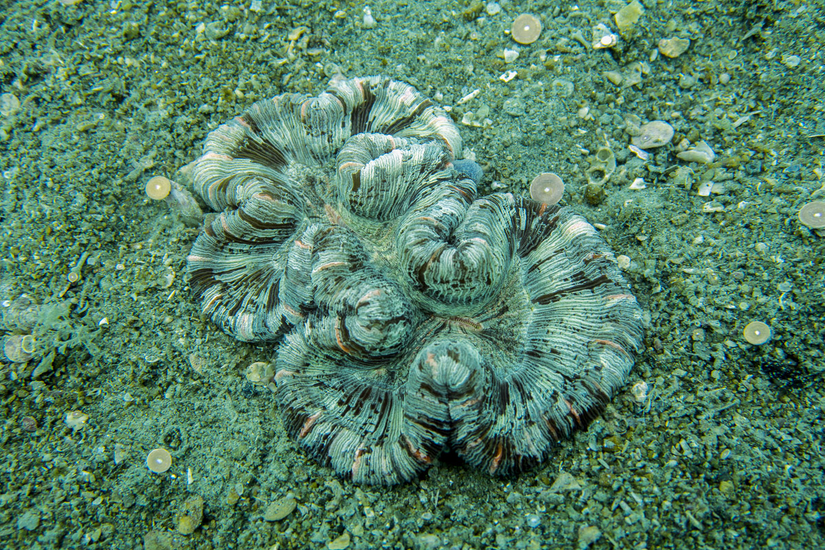 Sand dwelling coral Trachyphyllia surrounded by pink, disc-like foraminifera