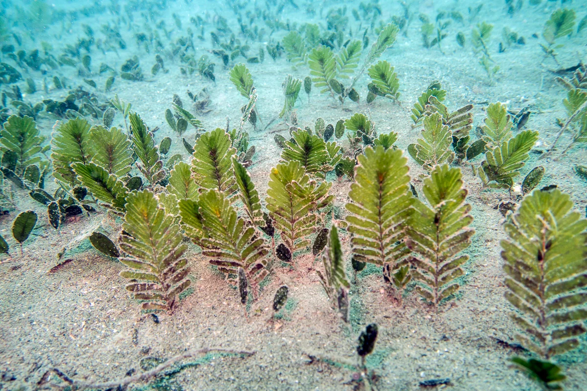 Meadow of the fern-like sea grass Halophila spinulosa