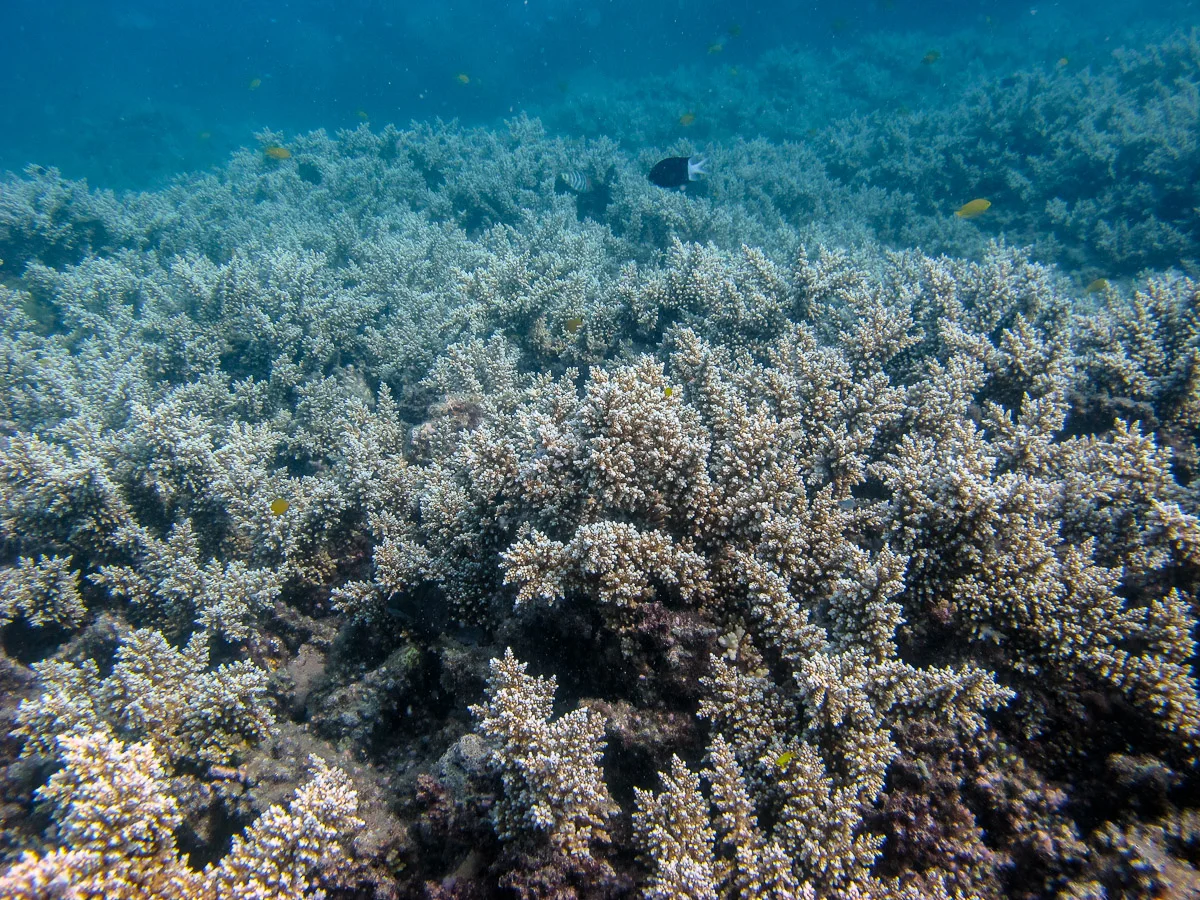 Meadow of bottlebrush Acropora corals that have survived the cyclone and recovered from mild damage at about 10m depth.