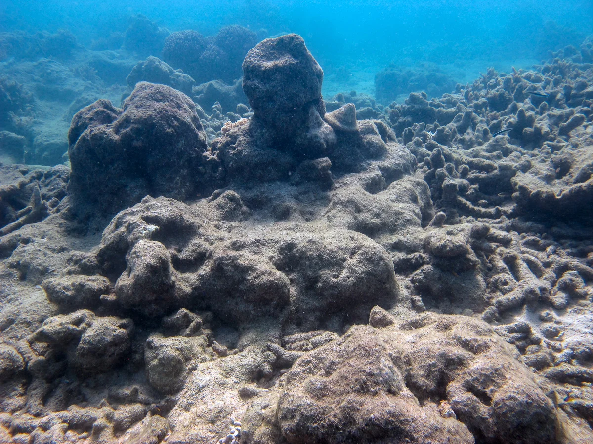 No new corals are yet showing on devastated patches of reef